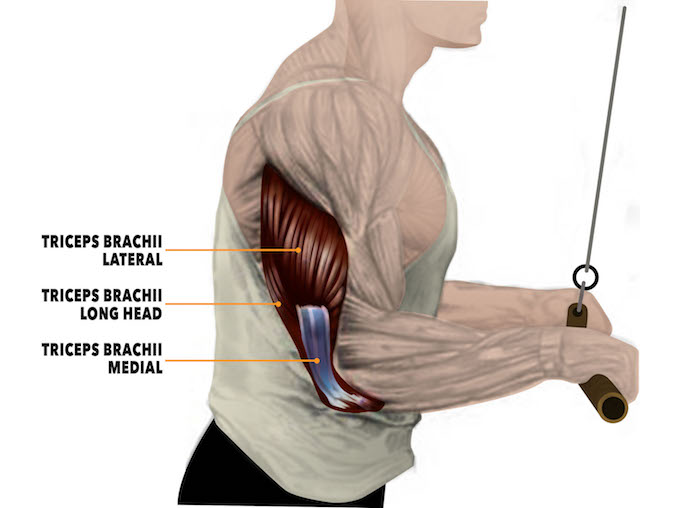 Triceps Anatomy 