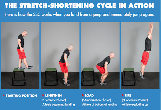 Stretch-Shortening Cycle